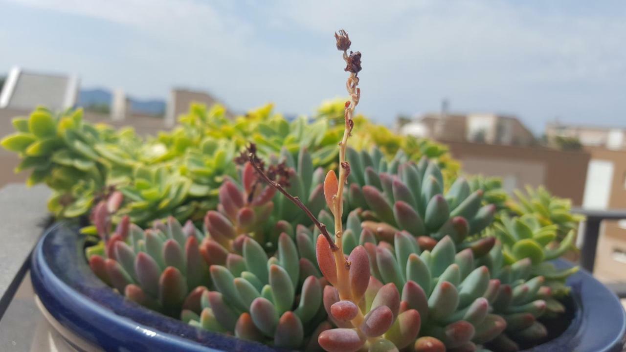 Apartment Garden Terrace ザダル エクステリア 写真